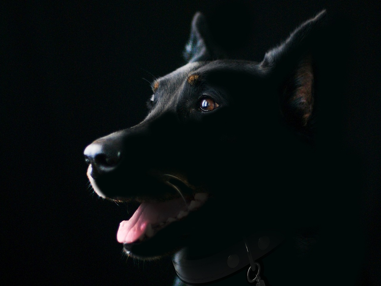 Dog Walk Safety: Protecting Yourself and Your Pet
